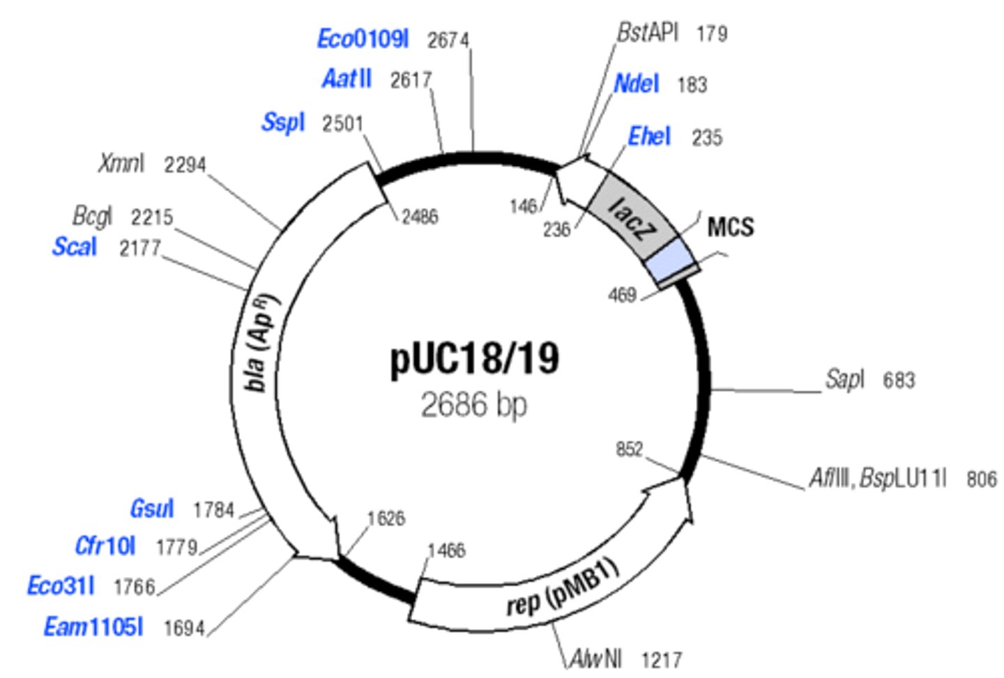 <p>Contains ampicillin resistance gene, origin of DNA replication, portion of the lacZ gene ligated to the gene, and MCS</p>