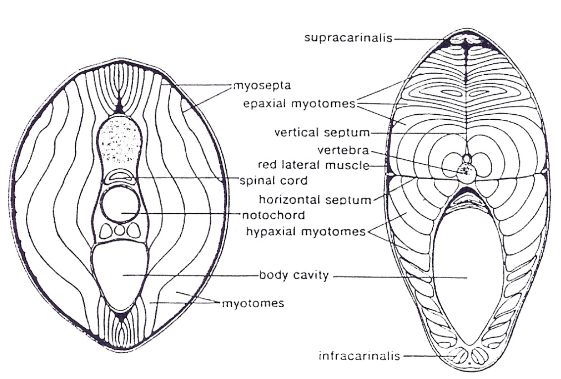 <ul><li><p><span style="font-family: "Century Gothic";"><span>major portion of fish muscle</span></span></p><ul><li><p><span style="font-family: "Century Gothic";"><strong><span>white </span></strong><span>muscles - fast-twitch, anaerobic muscle for burst swimming (bulk of myotomes)</span></span></p></li><li><p><span style="font-family: "Century Gothic";"><strong><span>red </span></strong><span>muscle - slow-twitch aerobic muscle tissue for sustained swimming; typically found as thin lateral strip along body often near lateral line</span></span></p></li></ul></li><li><p><span style="font-family: "Century Gothic";"><span>arranged in symmetrical fashion down each side of body in series of similar segments (myotomes) that're attached to flexible spine</span></span></p><ul><li><p><span style="font-family: "Century Gothic";"><span>segments prominent at surface of skinned or sectioned fish</span></span></p></li><li><p><span style="font-family: "Century Gothic";"><span>divided by lateral line into upper and lower sections in salmonids</span></span></p></li></ul></li></ul><p></p>