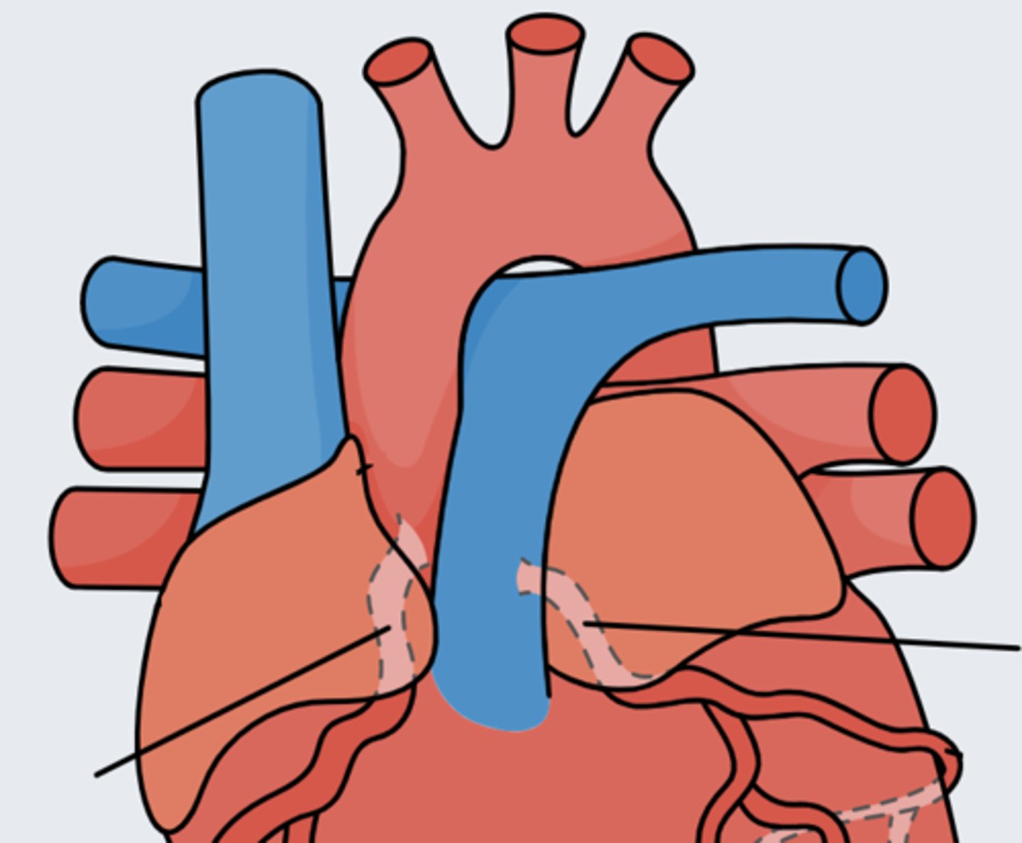 <p>Arteries that give oxygenated blood 2 the myocardium</p>
