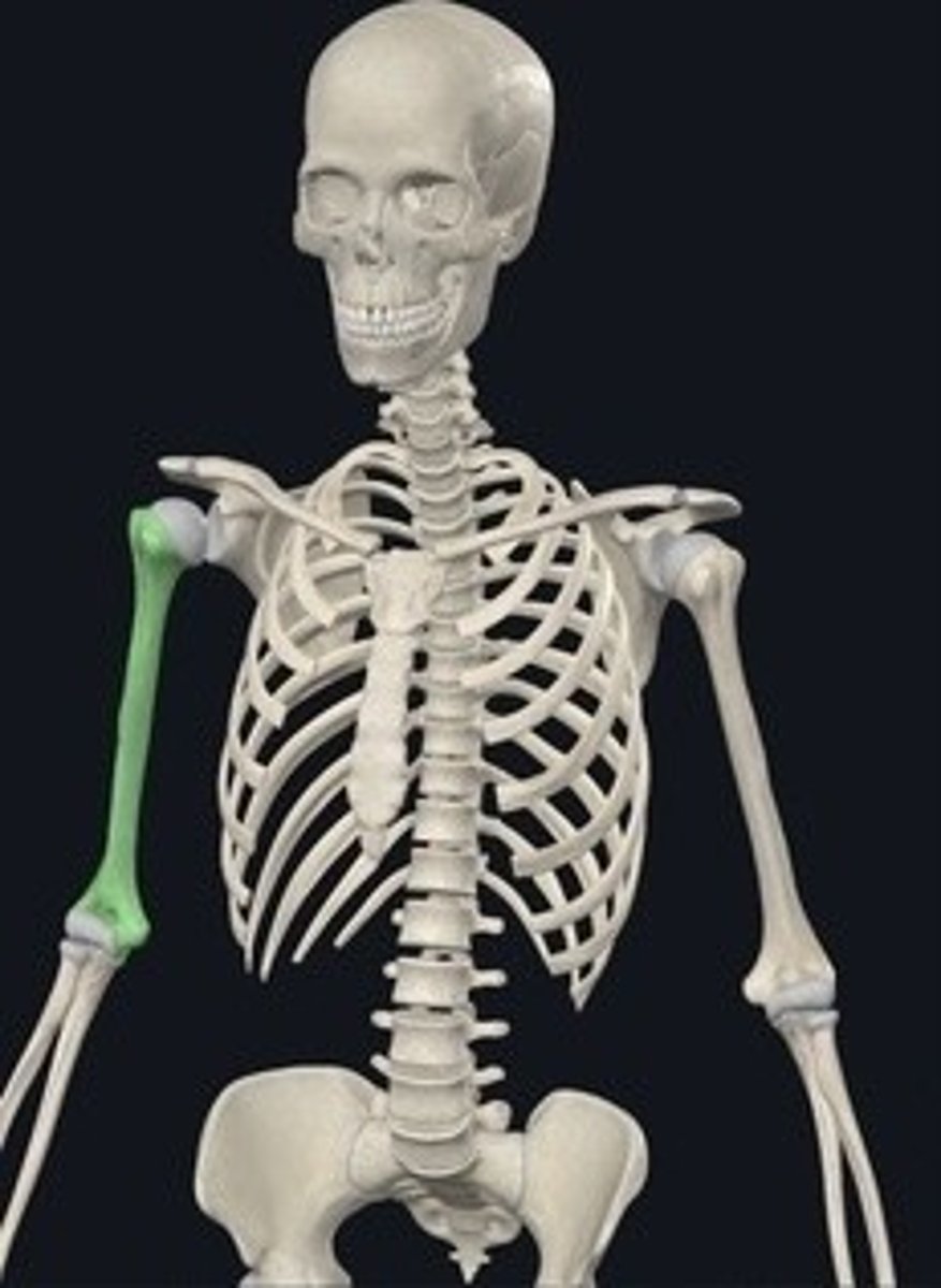 <p>Upper arm bone connecting shoulder to elbow.</p>