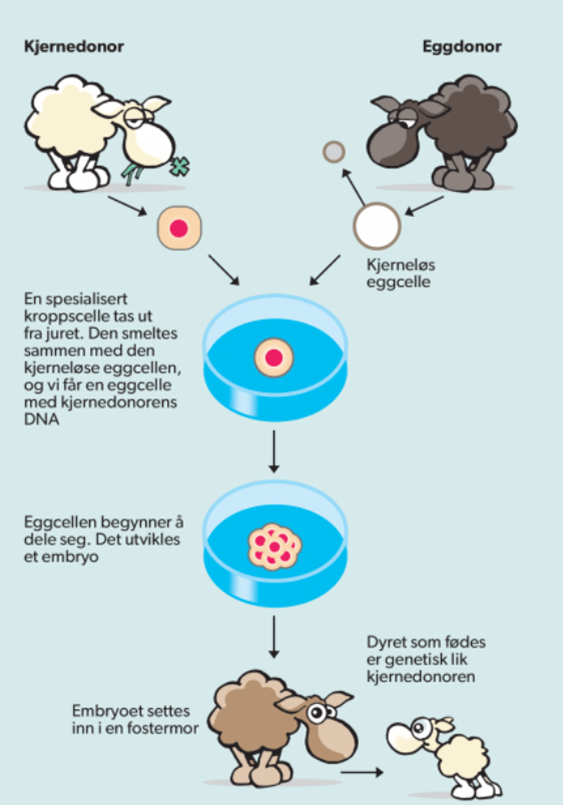 <p>Tar ut en eggcelle fra et dyr, tar ut eggcellekjernen og setter inn en kjerne fra en spesialisert kroppscelle <u>til det dyret som skal klones</u>.</p><p>Eggcellen starter da å dele seg som en befruktet eggcelle, og utvikles til et embryo. Embryoet settes inn i en fostermor, og utvikles til et dyr som er genetisk likt kjernedonoren.</p><p>Eks. Sauen Dolly som var verdens første klonede pattedyr (1996), som ble laget ut fra en jurcelle</p>