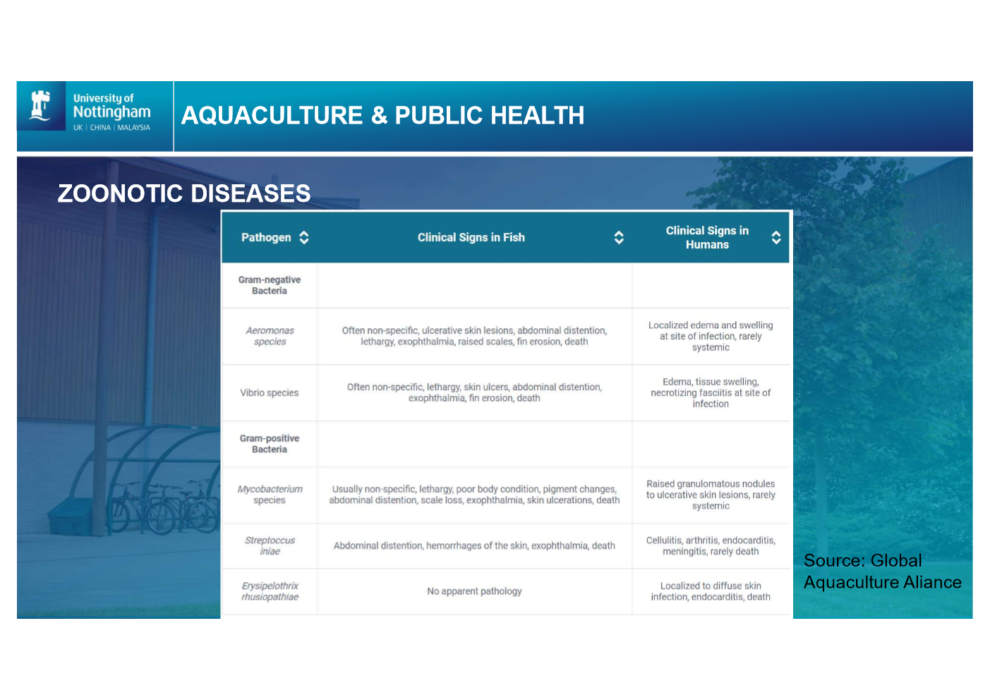 <ul><li><p>Aeromonas hydrophala most common in fish in uk</p></li><li><p>Vibrio common in uk due to water temps</p><p></p></li></ul><p></p>