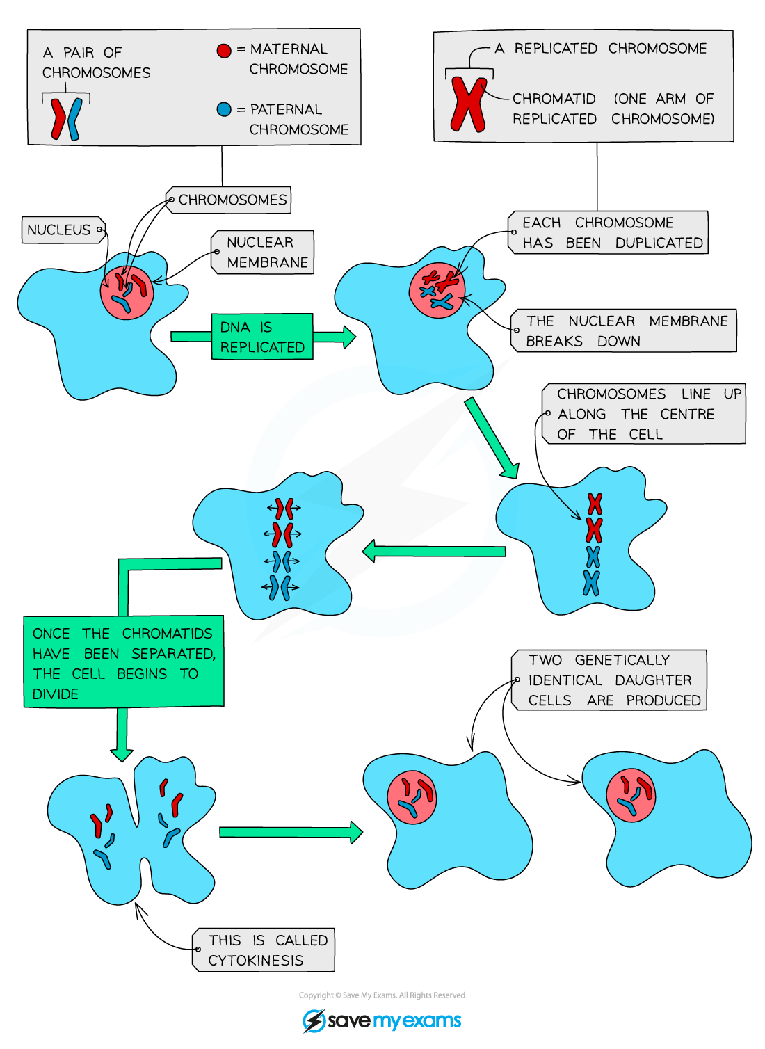 <ul><li><p>Just before mitosis, each chromosome in the nucleus copies itself <u>exactly </u>(forms X shaped chromosomes called chromatids)</p></li><li><p>Chromatids line up along the centre of the cell where fibres (spindle) pull them apart</p></li><li><p>Two new nuclei form at the poles of the cell and the cell divides into two; each new cell has a copy of each of the chromosomes</p></li></ul><p></p>