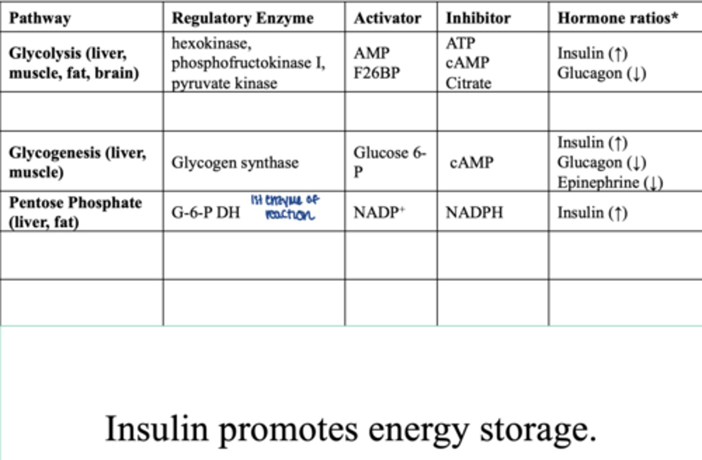 <p>regulatory enzyme:</p><p>- G-6-P DH</p><p>activator:</p><p>- NADP+</p><p>inhibitor:</p><p>- NADPH</p><p>hormones:</p><p>insulin (increases)... promotes energy storage</p>