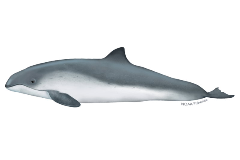 What family of Odontocetes contains porpoises?