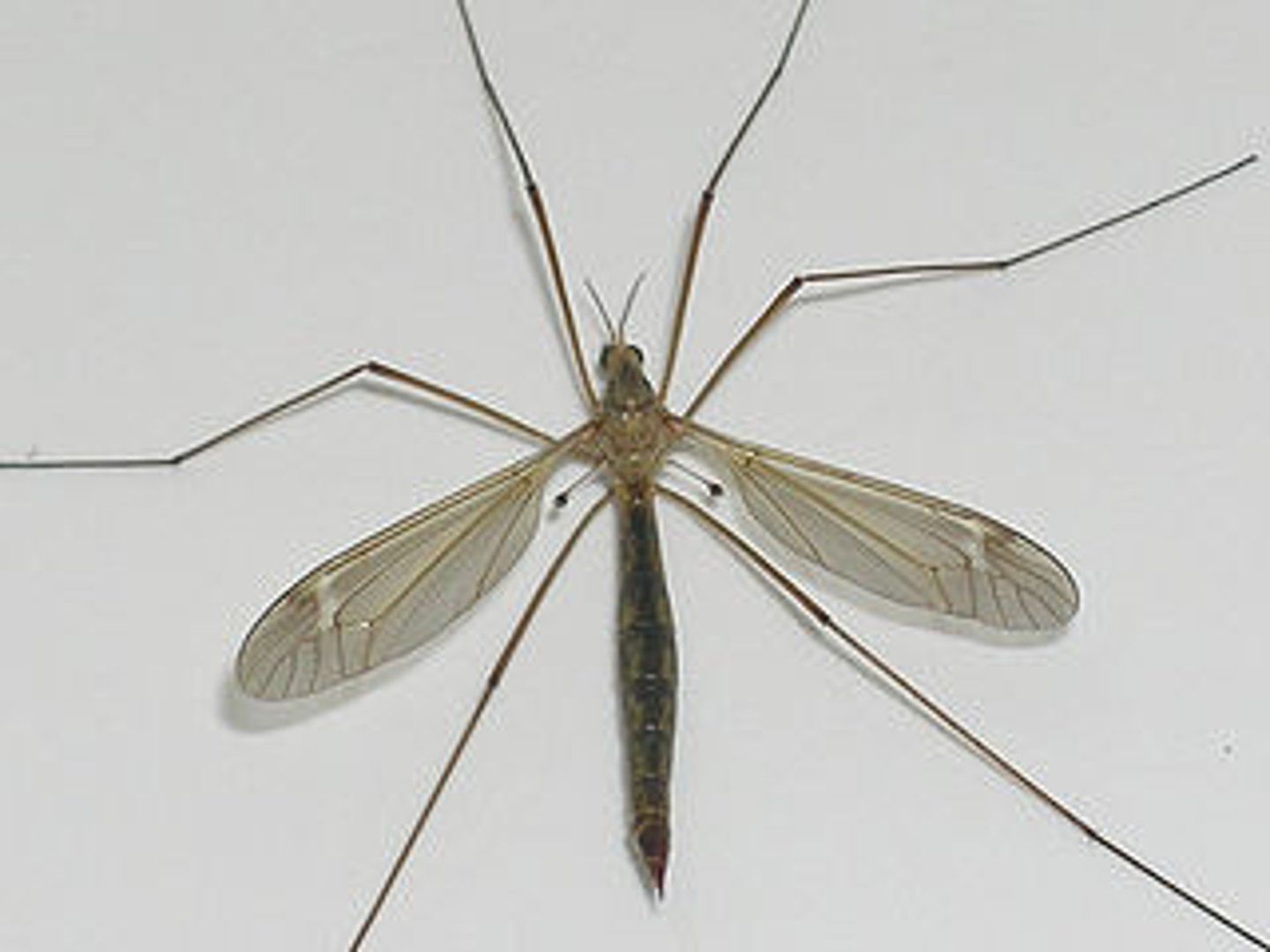 <p>Class 2, larvae are wormlike with thick skinned bodies, larvae eat vegetation, adults normally don't eat and are food for birds, spiders, and some carnivorous plants, complete metamorphosis</p>