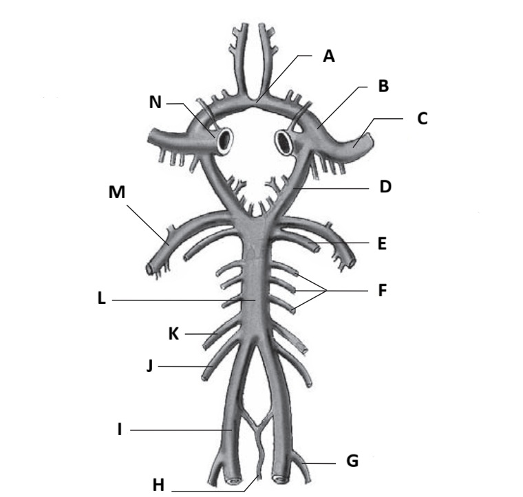 <p>I</p>