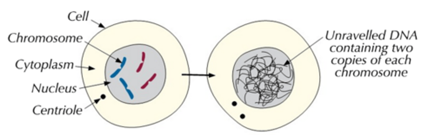 <p>- Interphase occupies most of the cell cycle, and is sometimes known is the resting phase because no division takes place.<br>- Interphase is subdivided into three seperate growth stages called G₁, S and G₂.<br>- During interphase, the cell carries out normal functions, but also prepares to divide.<br>- The cell's DNA is unravelled and replicated, to double its genetic content.<br>- The organelles are also replicated so it has spare ones, and its ATP content is increased (ATP provides the energy needed for cell division).</p>