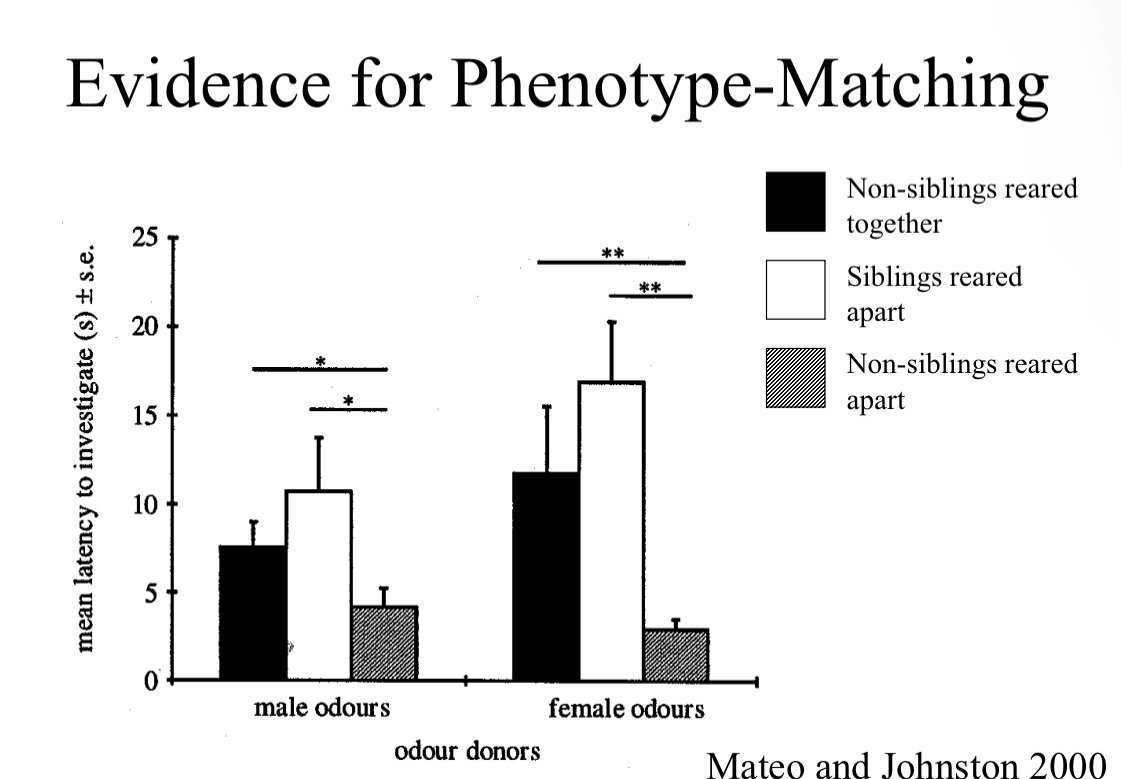 <p>Swapped pups among broods at &lt; 12 hrs; 1 foster and two normal pups per female</p><p>When mature (41-61 days later), tested response to flank-gland odor from different individuals</p><p>Non sibs reared together (foster sibs)</p><p>True sibs reared apart</p><p>Non sibs reared apart</p><p>They are wait the least to investigate non sibs, then foster sibs, and wait the longest to investigate true sibs</p><p>Hamsters distinguish social non-sibs from unfamiliar individuals (match to social relatives)</p><p>Hamsters distinguish unfamiliar sibs from both social non-sibs and from unfamiliar non-sibs (match to self)</p>