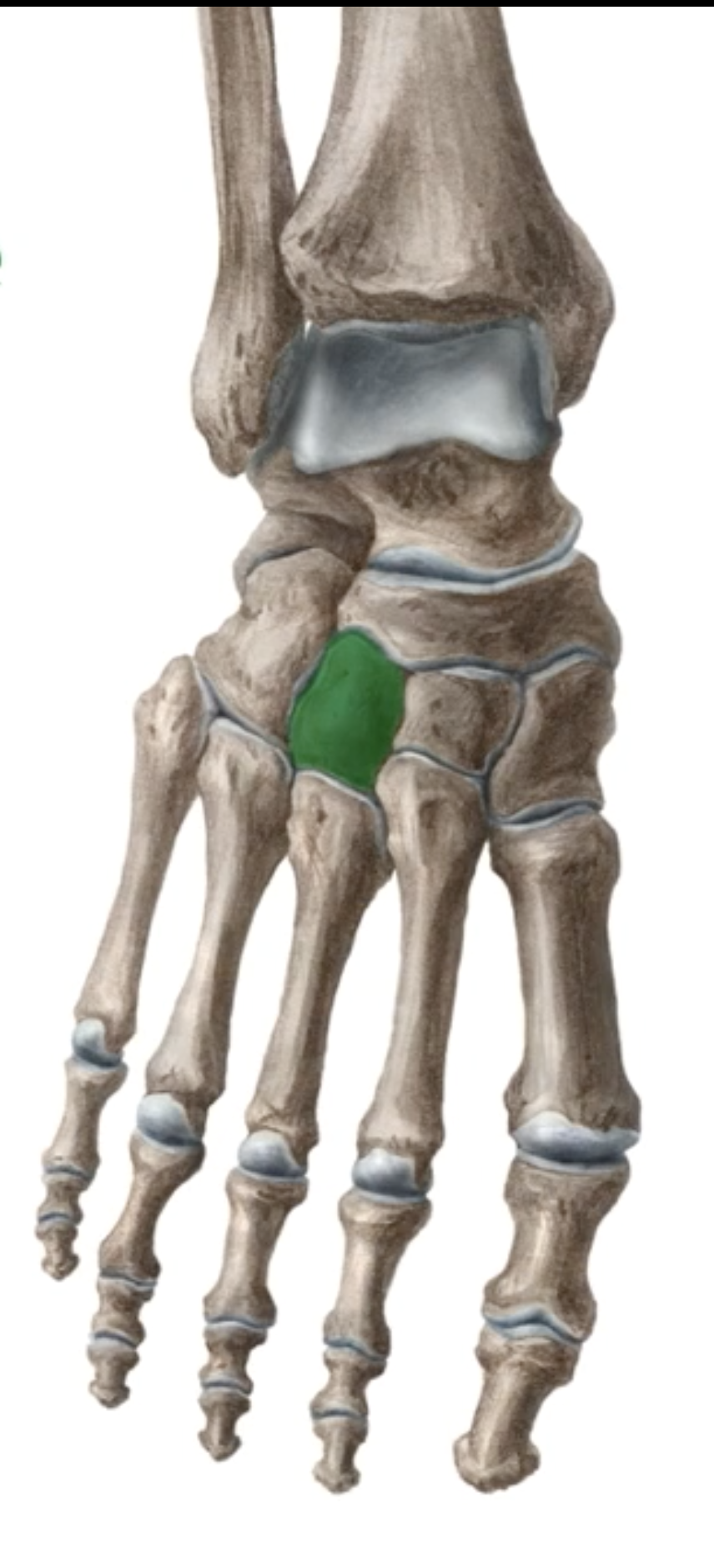 <p>What is this bone?</p>