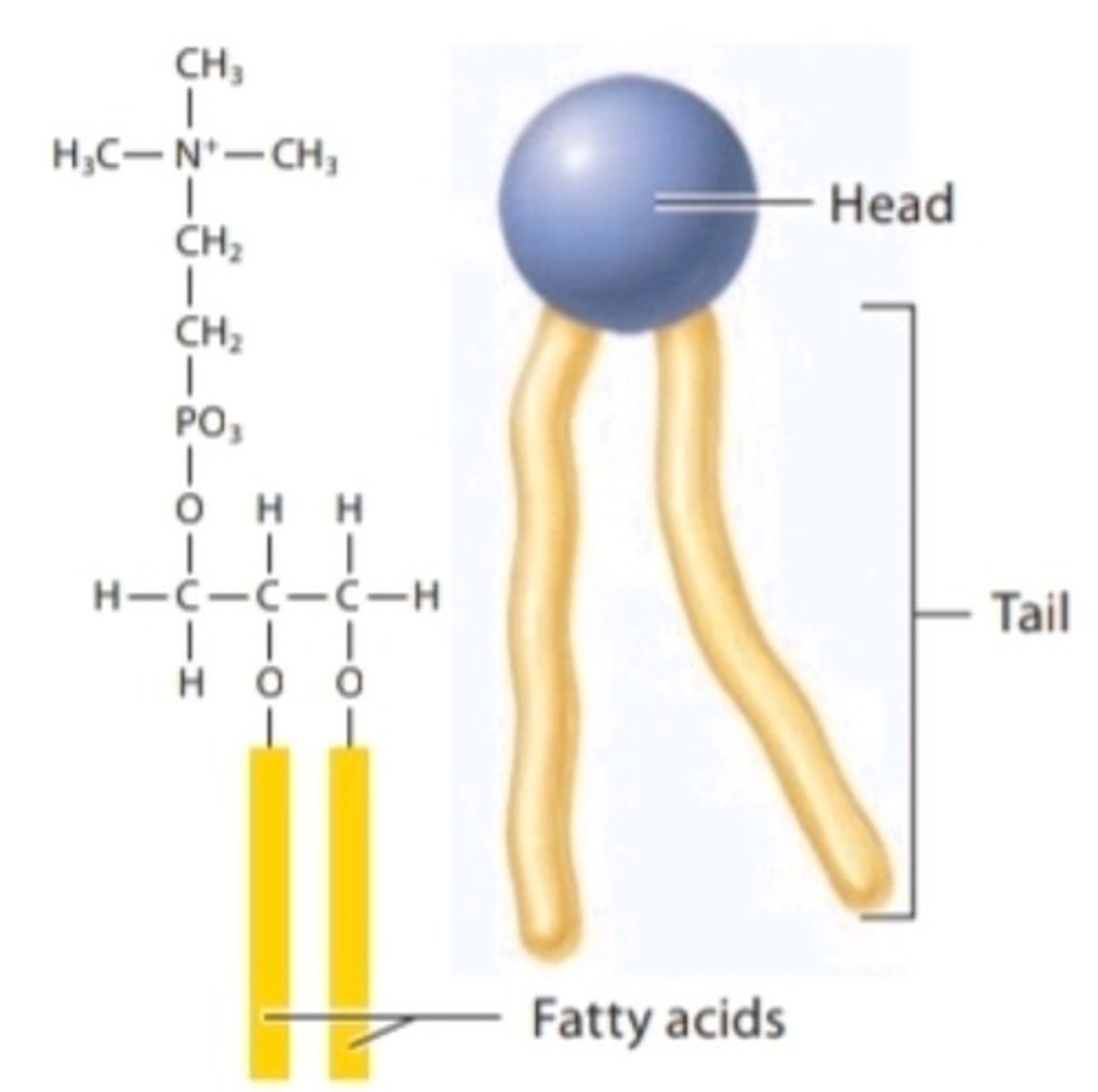 <p>The main component of a cell membrane; composed of a hydrophilic phosphate head and two fatty acid hydrophobic tails</p>