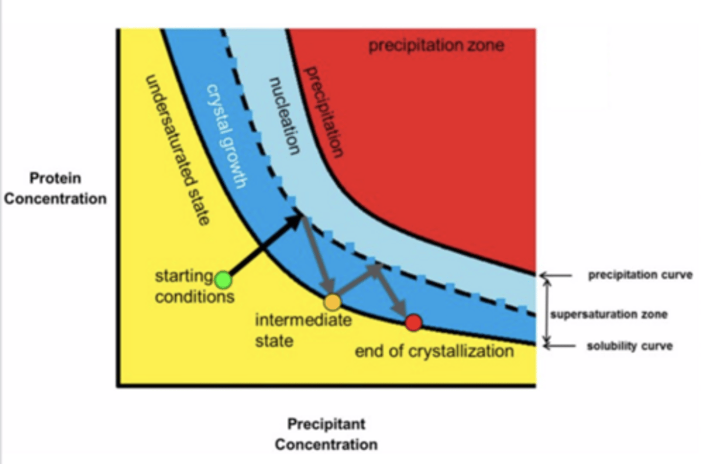 <p>-The protein phase diagram is a map which represents the state of a protein (e.g., solid and liquid) as a function of the ambient conditions (e.g., temperature and concentration)</p><p>-The graph represents what happens when the protein is mixed with buffers and crystallizes</p><p>-Graph in pic: x axis-precipitant concentration-the precipitant is one of the components of buffers you add that facilitates evaporation of solvent from protein and buffer mixture which leads to protein packing/precipitation-->protein crystals. Y axis: concentration of protein.</p><p>-Crystals are semi-solid structures (have some liquid in them and are somewhat solid) and are found in crystal growth and nucleation zones</p><p>1. Undersaturated state-protein is liquid (no crystals)</p><p>2. Zone 1 - Crystal growth /metastable zone</p><p>-The solution may not nucleate for a long time but this zone will sustain growth. It is frequently necessary to add a seed crystal.</p><p>3. Zone 2 - Nucleation zone</p><p>-Nucleation is a phenomenon whereby a "nucleus", such as a dust particle, a tiny seed crystal, or commonly in protein crystallography, a small protein aggregate, starts a crystallization process (crystal starts to form around nucleus as more molecules join)</p><p>-Protein goes through crystal growth then into the border between crystal growth and nucleation to form nuclei, then goes back into crystal growth for the crystals to grow/get larger</p><p>4. Zone 3 - Precipitation zone</p><p>-Proteins do not nucleate but precipitate out of solution</p><p>-Want to stay in crystal growth and nucleation zones, not precipitation zone-any protein or precipitant concentrations above or below these zones will precipitate your protein</p><p>-This is why we evaporate water very slowly so we don't hit precipitation zone</p>