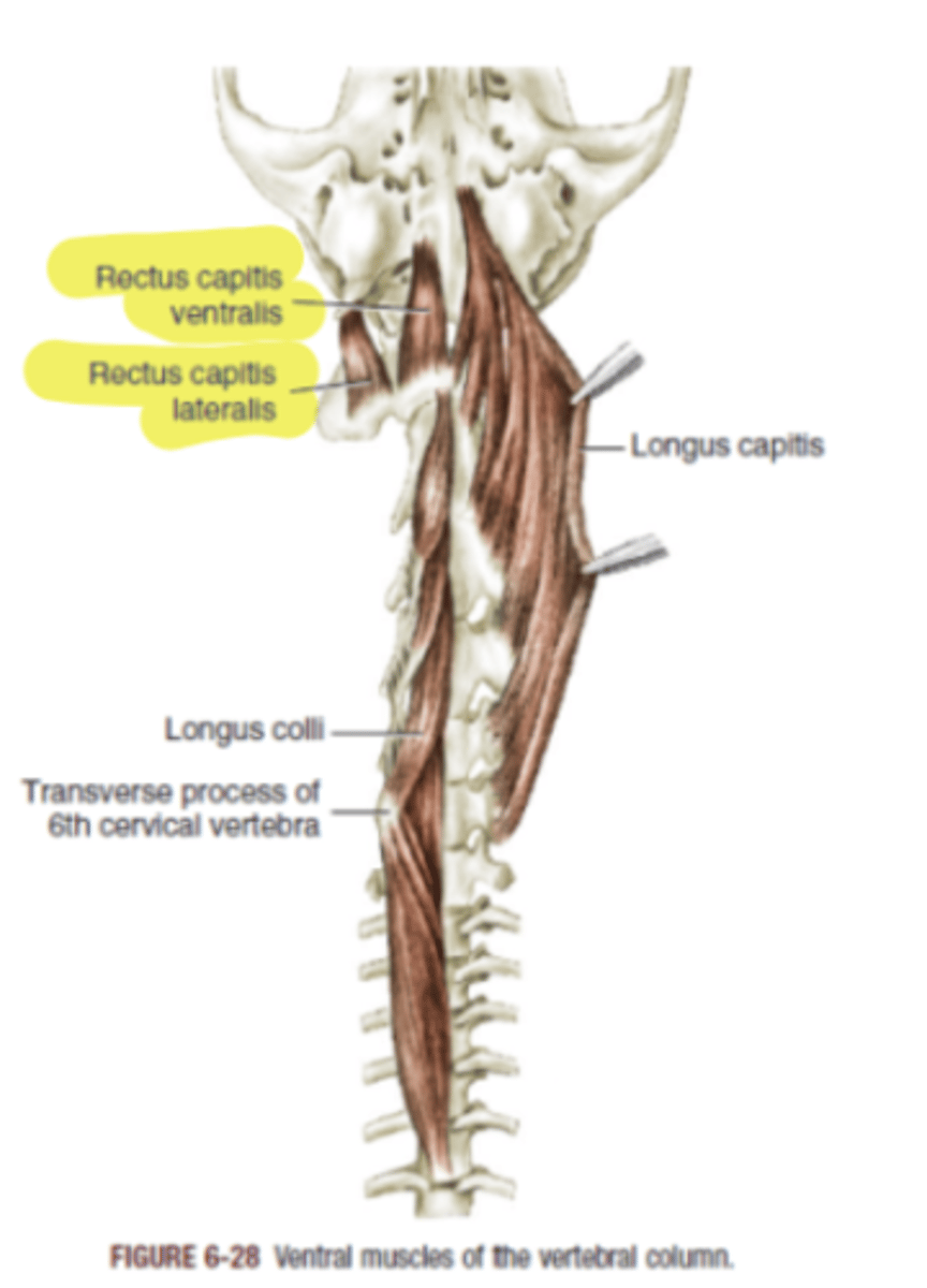 <p><span class="bgP">Innervate :</span>  1rst cervical spinal nerves</p><p><span class="bgP">function</span> : flexion of the head </p><p><span class="bgP">where :</span> from occipital bone to atlas</p>