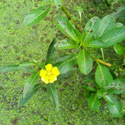 <p>creeping stems, no hair, yellow flowers in 4-7 petals, opposite entire leaves</p>
