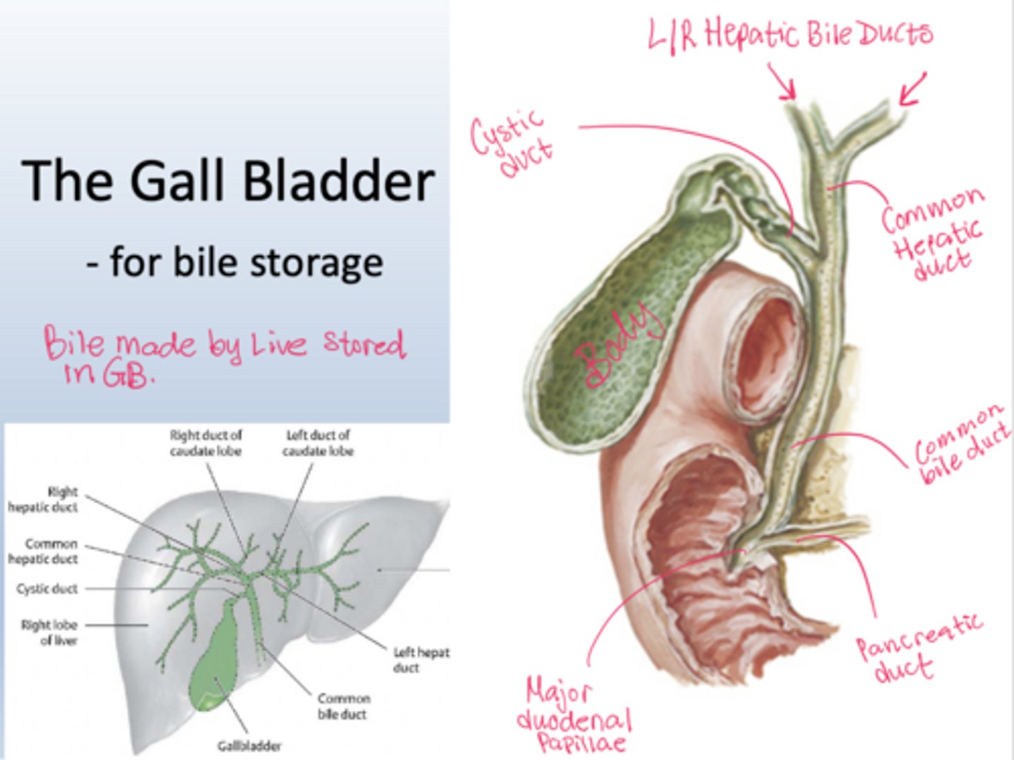 <p>Liver makes bile -> flows into R and L hepatic bile ducts which join to form the common hepatic duct</p><p>Between meals: the sphincter of Oddi is closed, so bile cannot enter the duodenum and instead backs up through the cystic duct into the gallbladder for storage.</p><p>During meals: the sphincter of Oddi relaxes and the gallbladder contracts, so bile flows from both the liver and gallbladder through the common bile duct into the duodenum via major duodenal papillae</p>