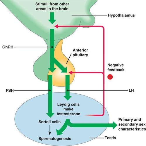 <p>Luteinizing hormone - triggers ovulation in females and stimulates testosterone production in males </p>