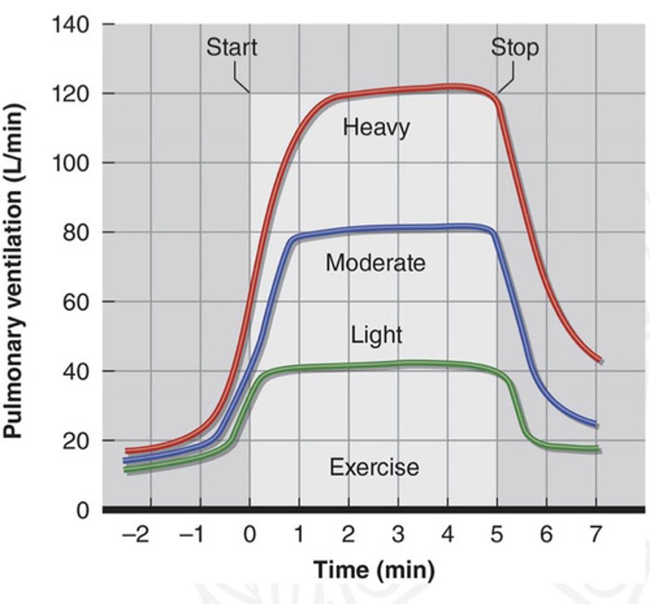 <p>Phase 1: immediate increase in VE</p><p>-can occur before or at onset of exercise from the neural system</p><p>-anticipatory response from central command group 3/4 muscle afferents</p><p>Phase 2: gradual increase in VE</p><p>-driven by hormonal and chemical changes(increase CO2, K+ and H+) in arterial blood sensed by peripheral chemoreceptors</p><p>Phase 3: VE achieves steady state</p><p>-via peripheral and central feedback</p>