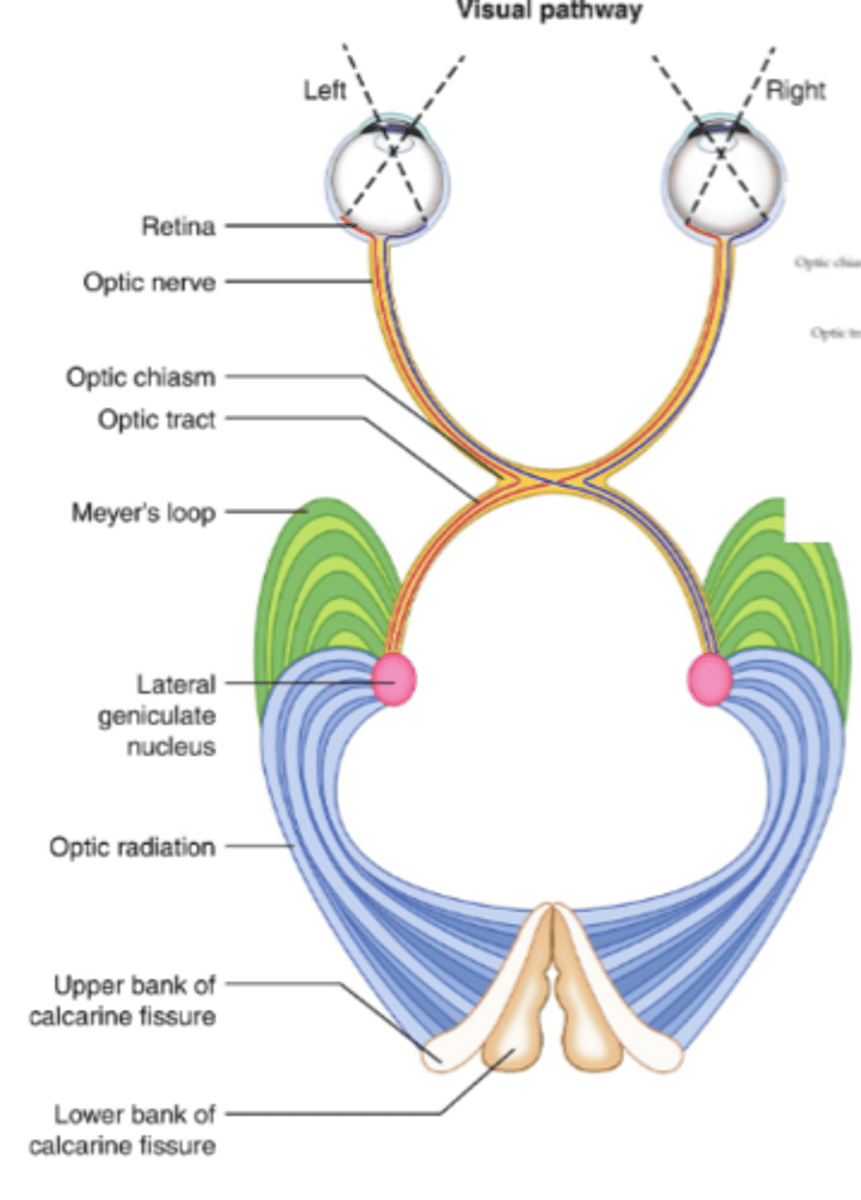 <p>Superior/inferior banks of calcarine fissure</p>