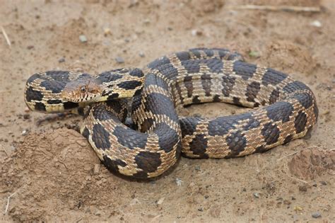 <p>Eastern fox snake</p>