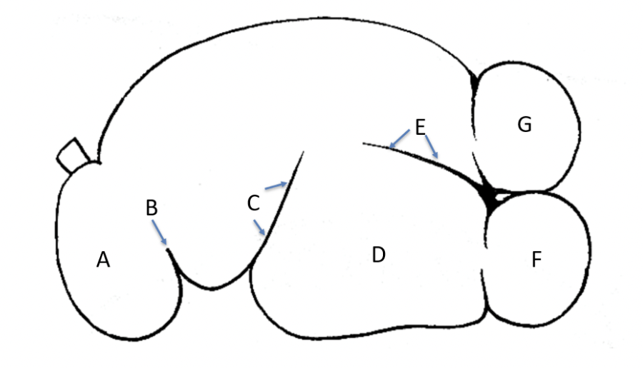 <p>The image is a left view of a rumen drawing. Please match the letters with the correct anatomical term.&nbsp;</p>