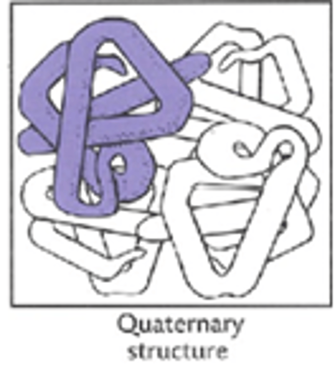 <p>Den kompletta 3D-strukturen av ett proteinkomplex som innefattar flera sekundärstrukturer eller subenheter</p>