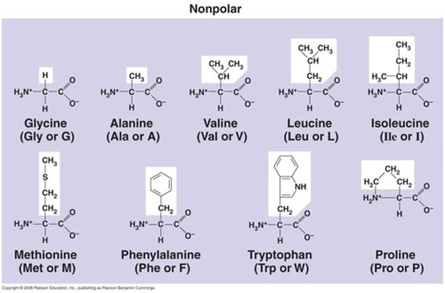 <p>Non-polar molecules side-chains contain 'C' and 'H'.</p><p>- hydrophobic</p>