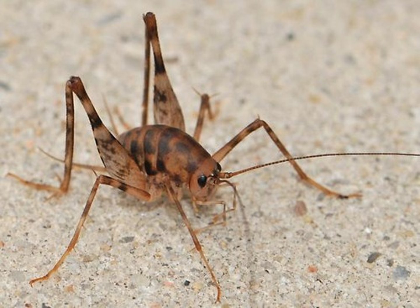 <p>Hump-backed large crickets with long antennae and very long legs. Wingless, unable to chirp.</p>