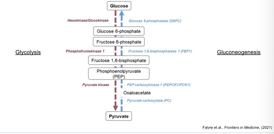 <p>is production of <strong>glucose</strong> from <strong>pyruvate</strong></p><ul><li><p>pyruvate → PEP → fructose 1,6-biphosphate → fructose 6-phosphate → glucose 6-phosphate → glucose</p></li></ul><p></p>