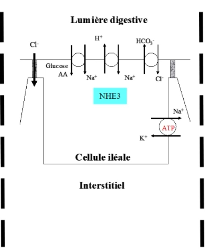 <p>Plus loin dans le tube digestif, grâce encore à la pompe NAKATPase l'absorption se fait par :</p><ul><li><p>Co-transport sodium-glucose, sodium-Acide aminé: moins importante que dans le jéjunum</p></li><li><p>Échangeur NHE3</p></li></ul><p style="text-align: start">On retrouve également un contre-transport chlore-bicarbonate :</p><ul><li><p style="text-align: start">Fait rentrer le chlore</p></li></ul><p style="text-align: start">Pas besoin de nutriment pour faire rentrer Na+ et Cl- </p>