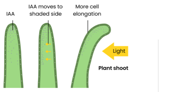 <ol><li><p>Cells in tip of shoot / root produce IAA</p></li><li><p>IAA diffuses down shoot / root (evenly initially)</p></li><li><p>IAA moves down to shaded side of shoot / root (so concentration increases)</p></li><li><p>In shoots, this stimulates cell elongation whereas in roots this inhibits cell elongation </p></li><li><p>So shoots bend towards light whereas roots bend away from light </p></li></ol><p></p>