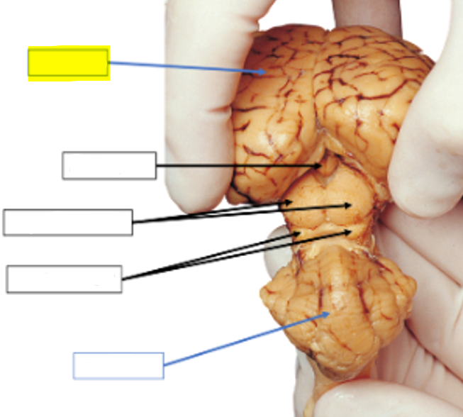 <p>what structure of the sheep brain is highlighted in yellow?</p>
