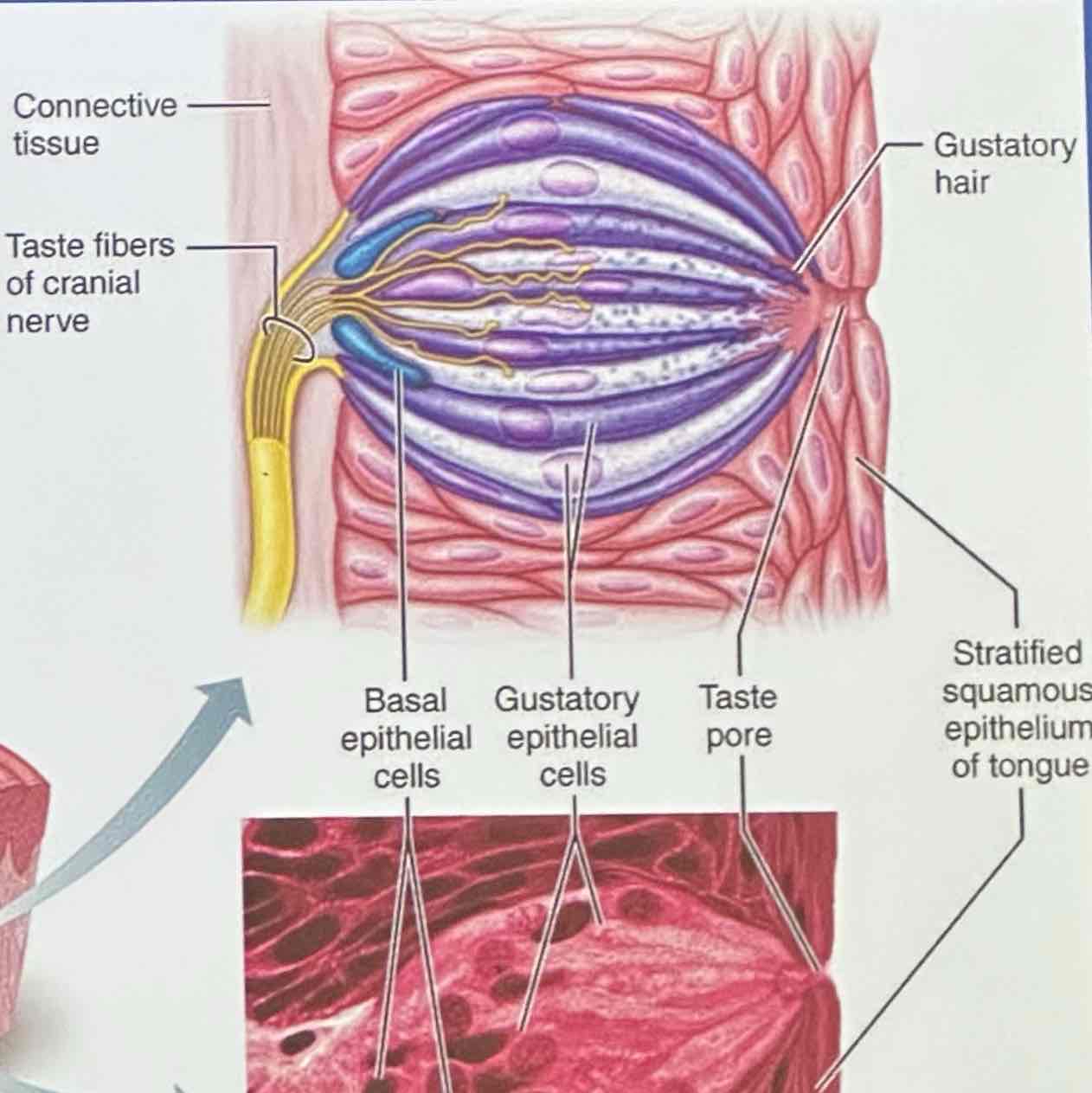 <p>receptor cells with gustatory hairs</p>