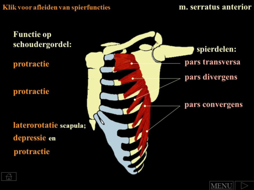 <p>Pars transversa</p><p>Pars divergens</p><p>Pars convergens</p>
