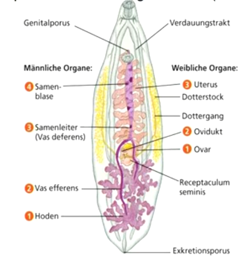 **Zwitter besitzen oft komplizierte Fortpflanzungsorgane**, 

z.B. beim parasitischen Leberegel (Plathelminthes) 

Bau der männlichen und weiblichen Gonaden verhindert das Zusammentreffen eigener Spermien und Eizellen und stellt getrennte Ausleitung sicher. 

Bei Kopulation von zwittrigen Tieren (z.B. Regenwurm) werden Spermien ausgetauscht.
