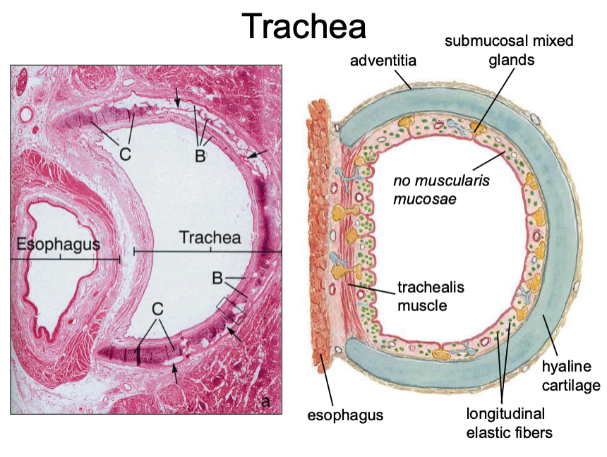 <p>false, no muscularis mucosae</p>
