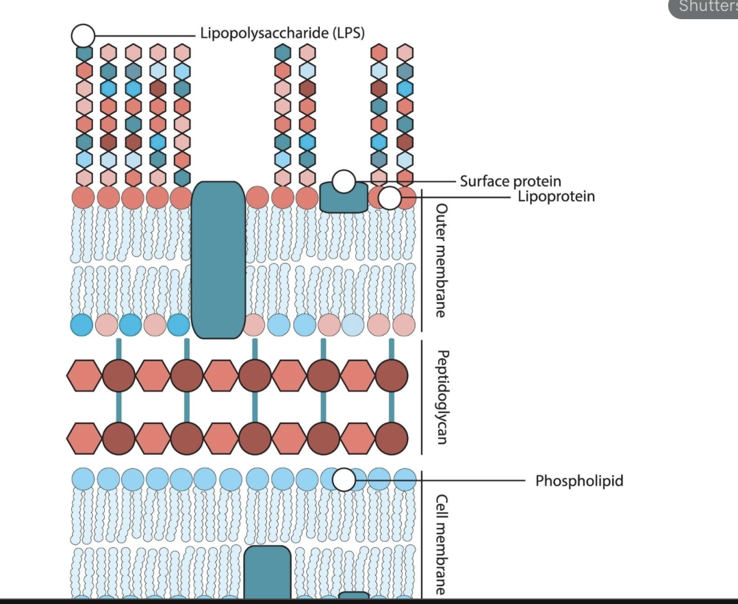 <ul><li><p>wewnątrz - dwu warstwa lipidowa </p></li><li><p>przestrzeń periplazmatyczna - mureina </p></li><li><p>zewnętrzna - LPS </p></li></ul><p></p>