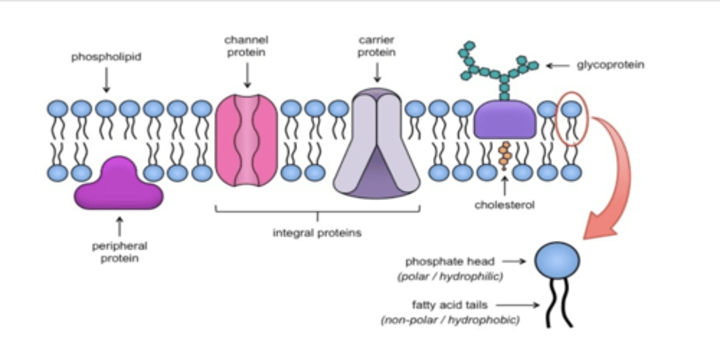 <p>What are three components of the plasma membrane? </p>