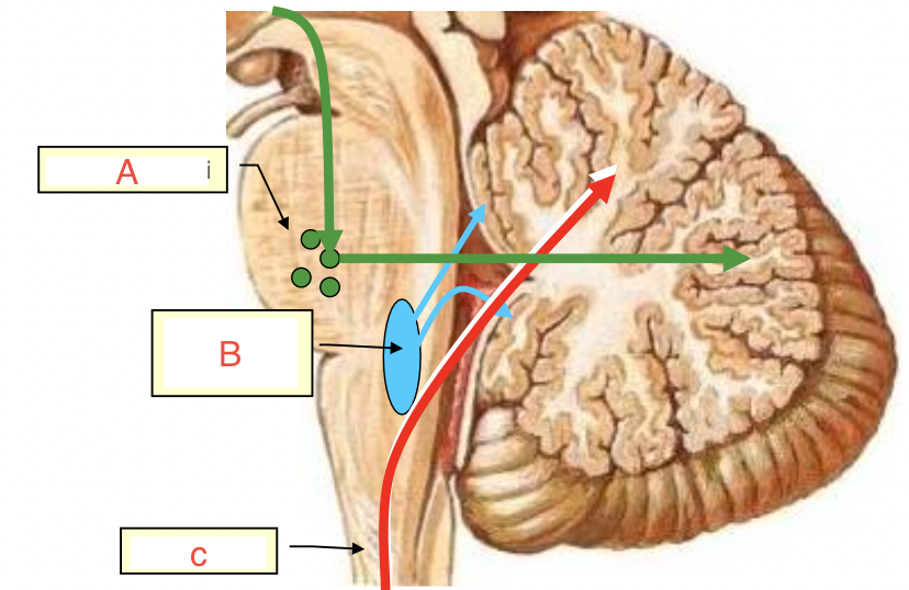 <p>C</p>