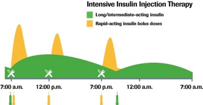 <ul><li><p>BG (pre-meal level)</p></li><li><p>carbohydrate content/meal</p></li></ul><p></p>