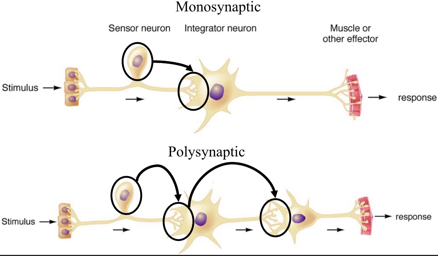 <p>Mono: no interneurons</p><p>Poly: one or more interneurons</p><p>Interneurons can change from positive to negative and noise versa</p>