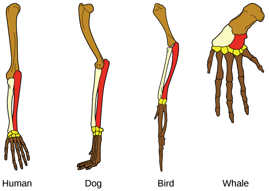 <p>Species can have similar structure/physical features because the feature was present in a common ancestor but have different functions.</p>