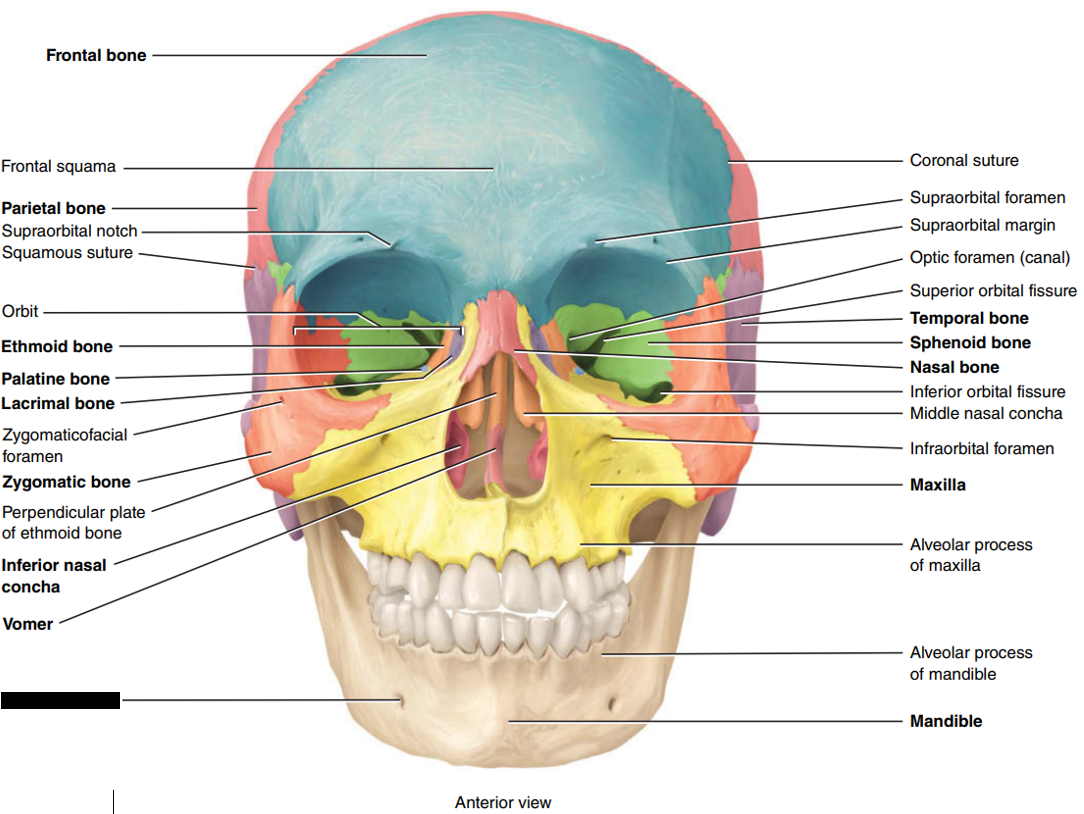 <p>State and identify which part of the cranial bone is being censored.</p>