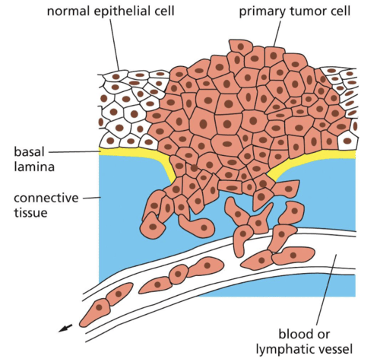 <p>cells invade and migrate through barriers between tissues</p><p>cancer cells have mechanisms to break through ECM so they can invade other parts of the body</p>