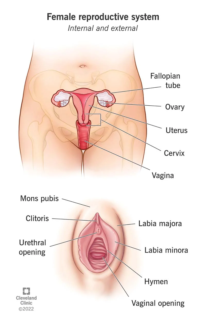 <p>receives the penis during sexual intercourse and serves as the birth canal</p>