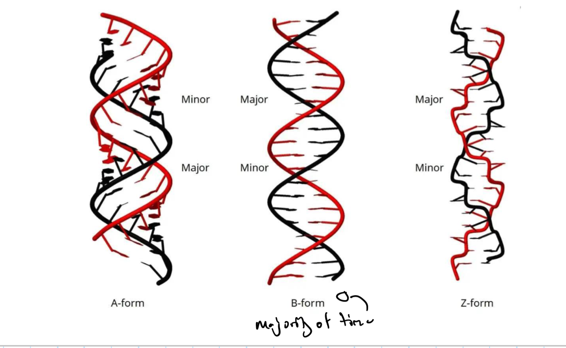 <p>the B-form</p>