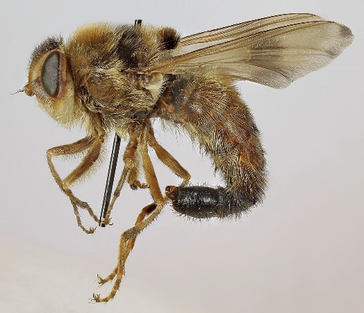 <p>what fly</p>