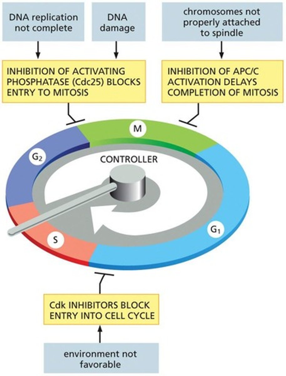 <p>Checkpoints halt the cell cycle if problems are detected, ensuring proper sequence and conditions for cell division.</p>