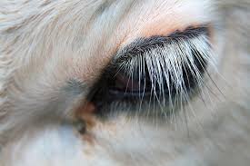 <p>What adaptations do camels have to protect themselves from sand?</p>