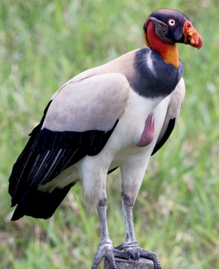 <p>What bird is this?</p>