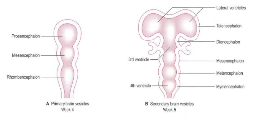 <ul><li><p><span style="background-color: transparent; font-family: "Times New Roman", serif;"><span>proencephalon (fram) → telenchephalon &amp; diencephalon</span></span></p></li><li><p><span style="background-color: transparent; font-family: "Times New Roman", serif;"><span>mesenchephalon (mitten) → mesenchephalon</span></span></p></li><li><p><span style="background-color: transparent; font-family: "Times New Roman", serif;"><span>rombenxhephalon (bakre) → metenencephalin /myelenchephalon</span></span></p></li></ul><p></p>